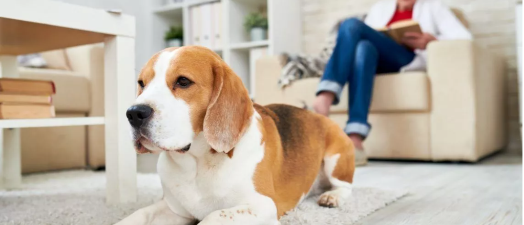 How To Get Dog Poop Stains Out of Your Carpet