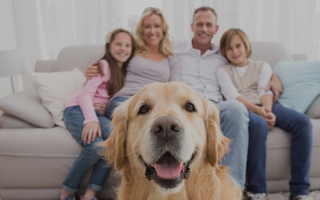 How To Reduce Pet Hair and Dander in Your Home 