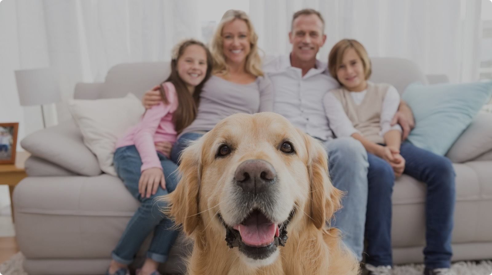 How To Reduce Pet Hair and Dander in Your Home Trusted Spokane